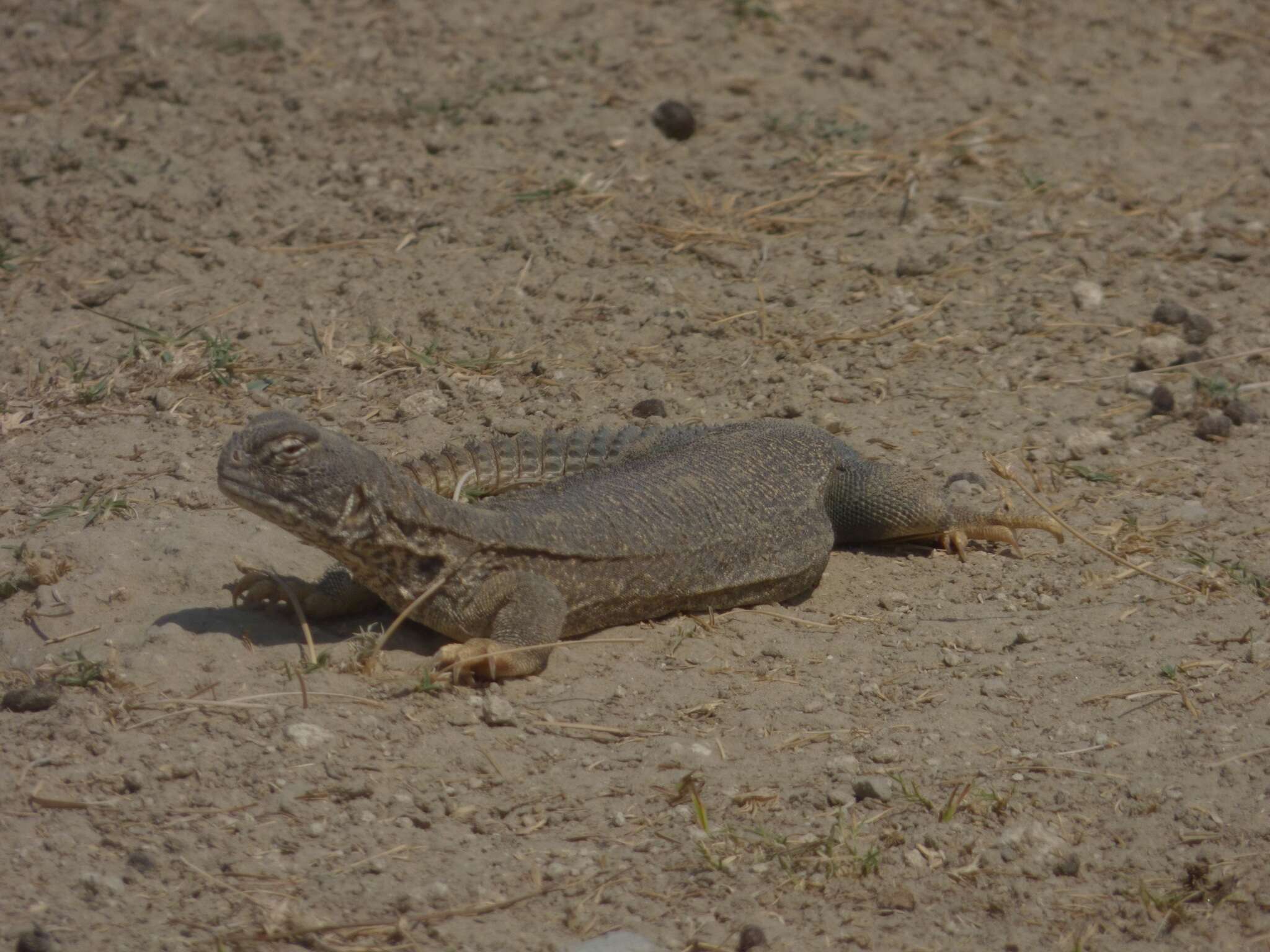 Image of Hardwick's spiny-tailed lizard