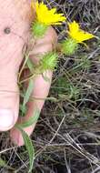 Image of Entire-leaved Gumweed