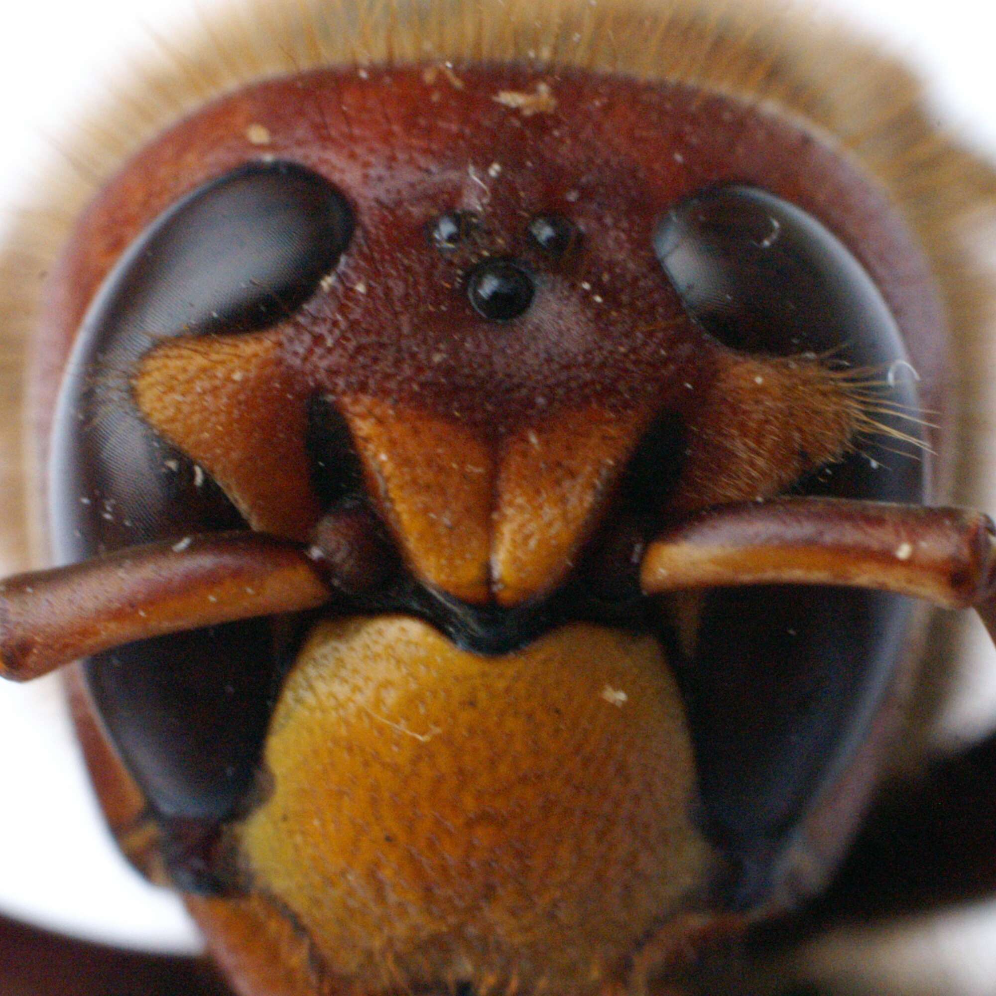 Image of Hornet