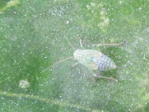 Image of Orthotylus flavosparsus (C. Sahlberg 1841)