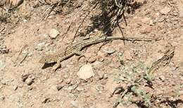 Image of Strauch's Racerunner