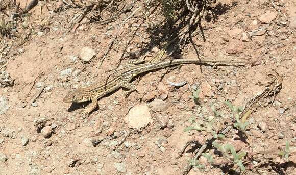 Image of Strauch's Racerunner