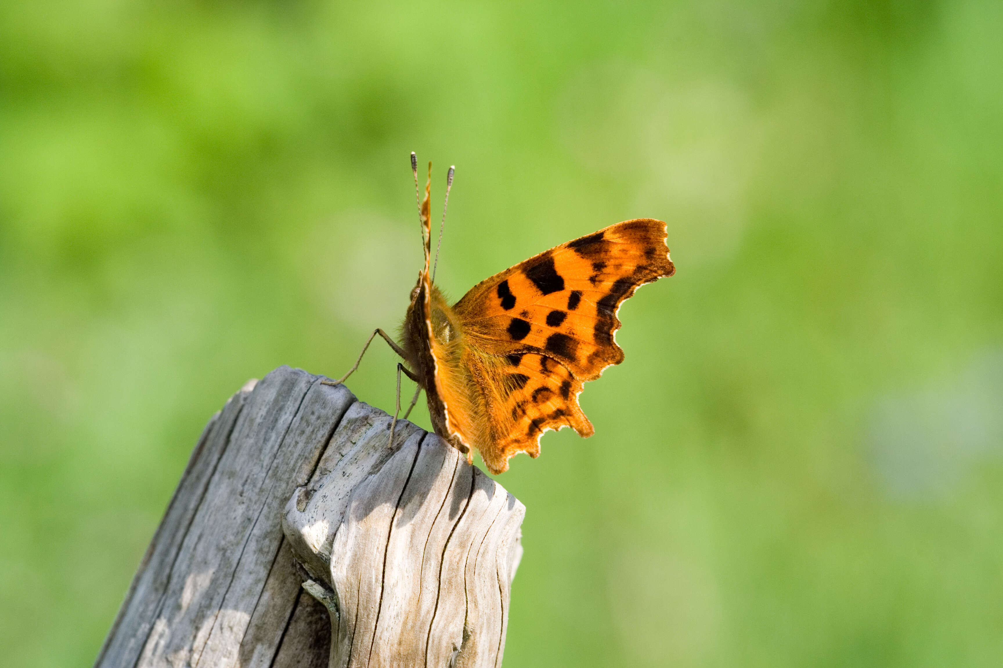 Image of Comma