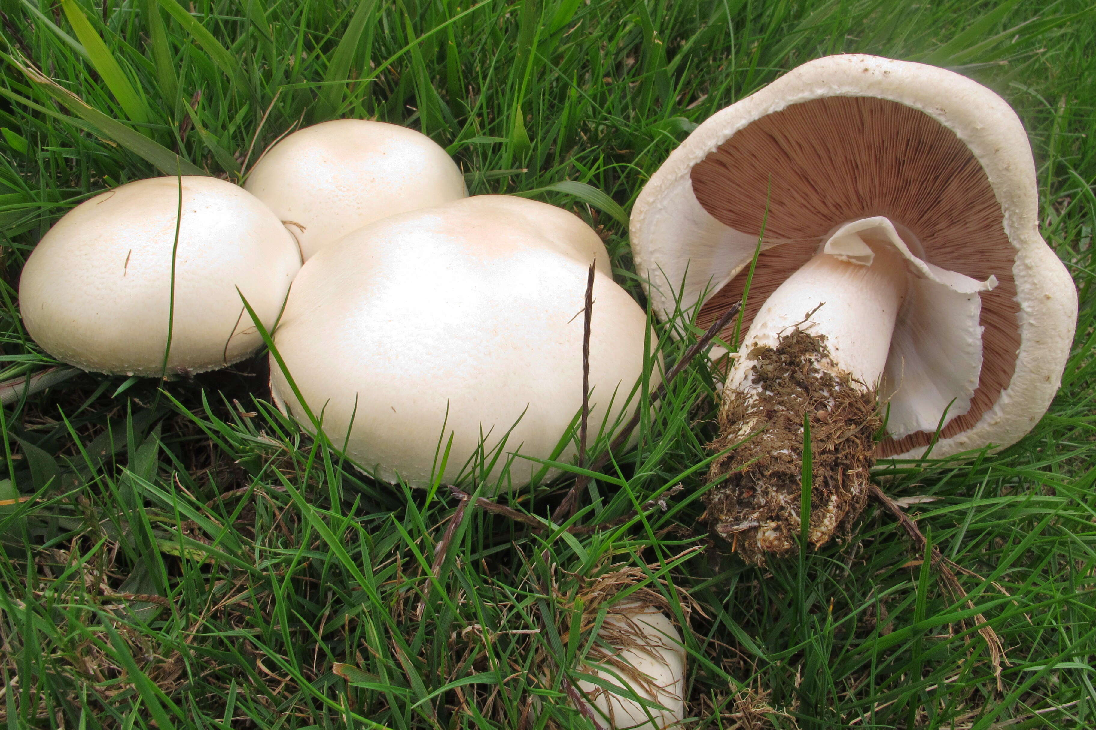 Image of Horse Mushroom