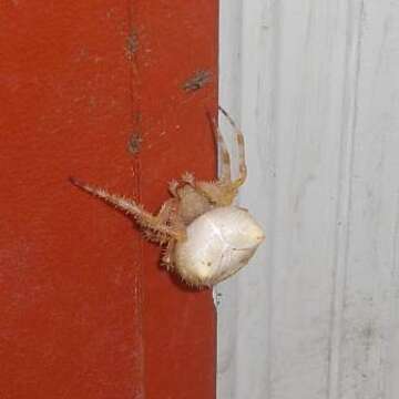 Image of Araneus gemma (McCook 1888)