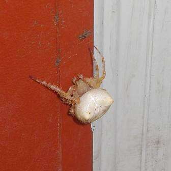 Image de Araneus gemma (McCook 1888)