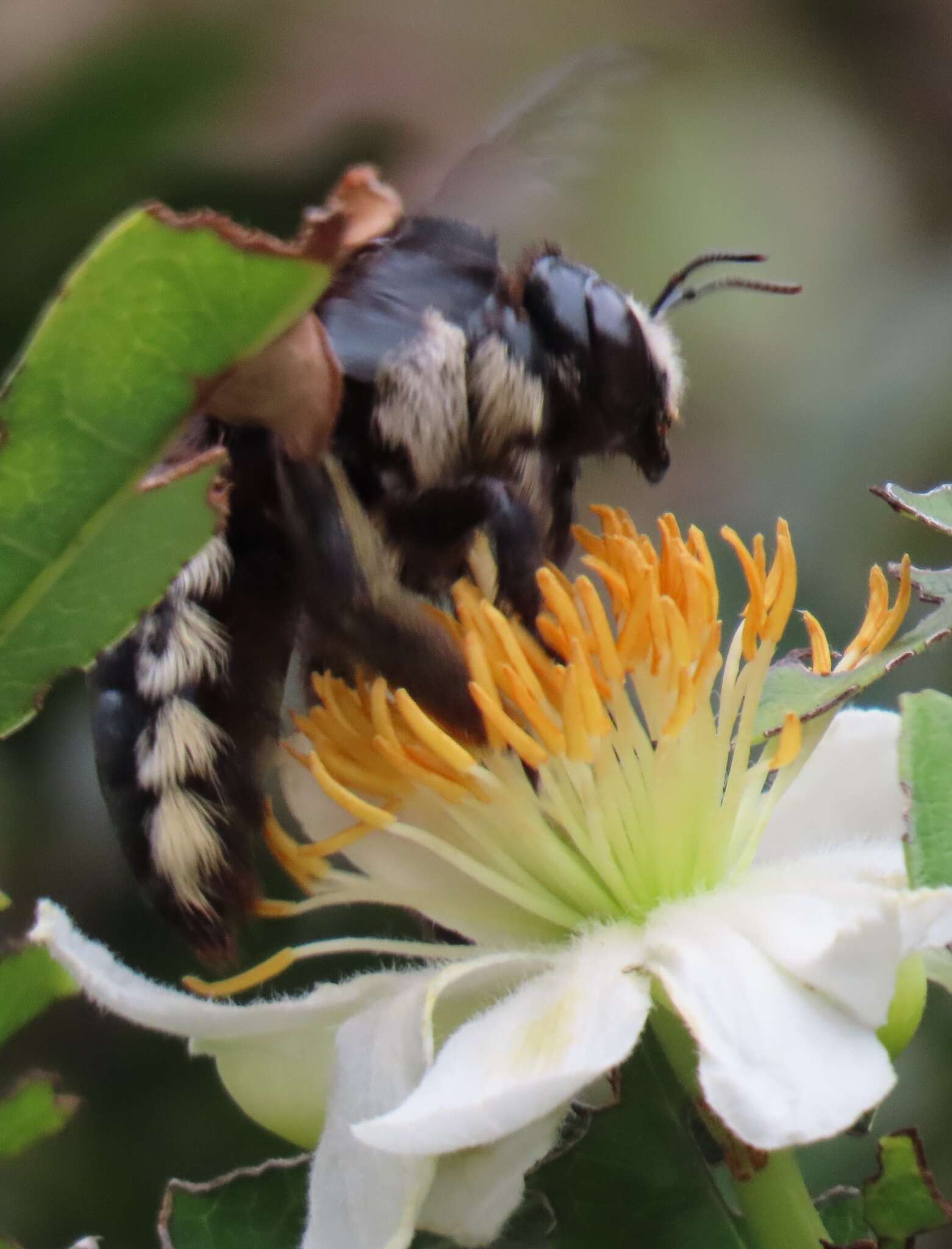 Plancia ëd Xylocopa nigrita (Fabricius 1775)