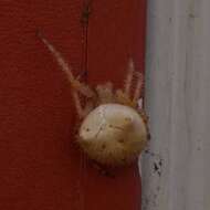 Image de Araneus gemma (McCook 1888)