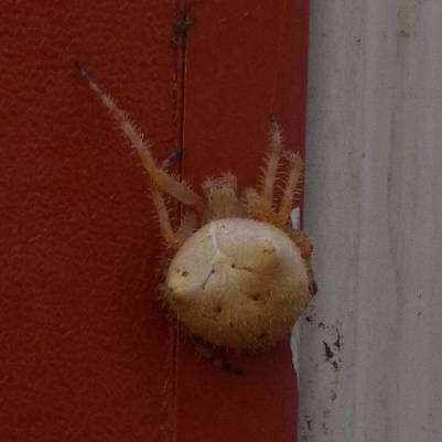 Image de Araneus gemma (McCook 1888)