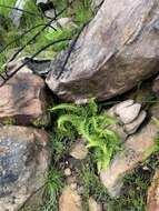 Image of Glossy Deer Fern