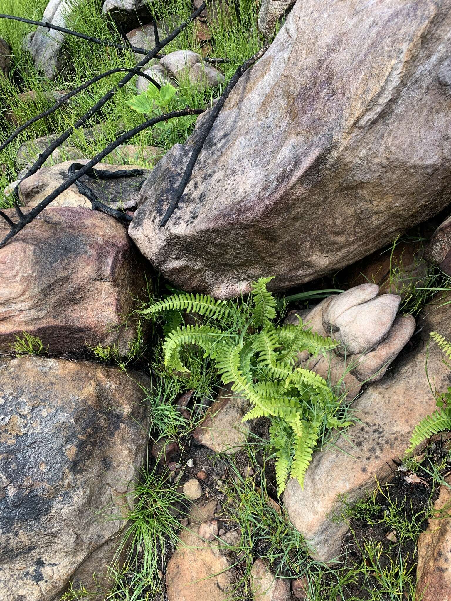 Image of Glossy Deer Fern