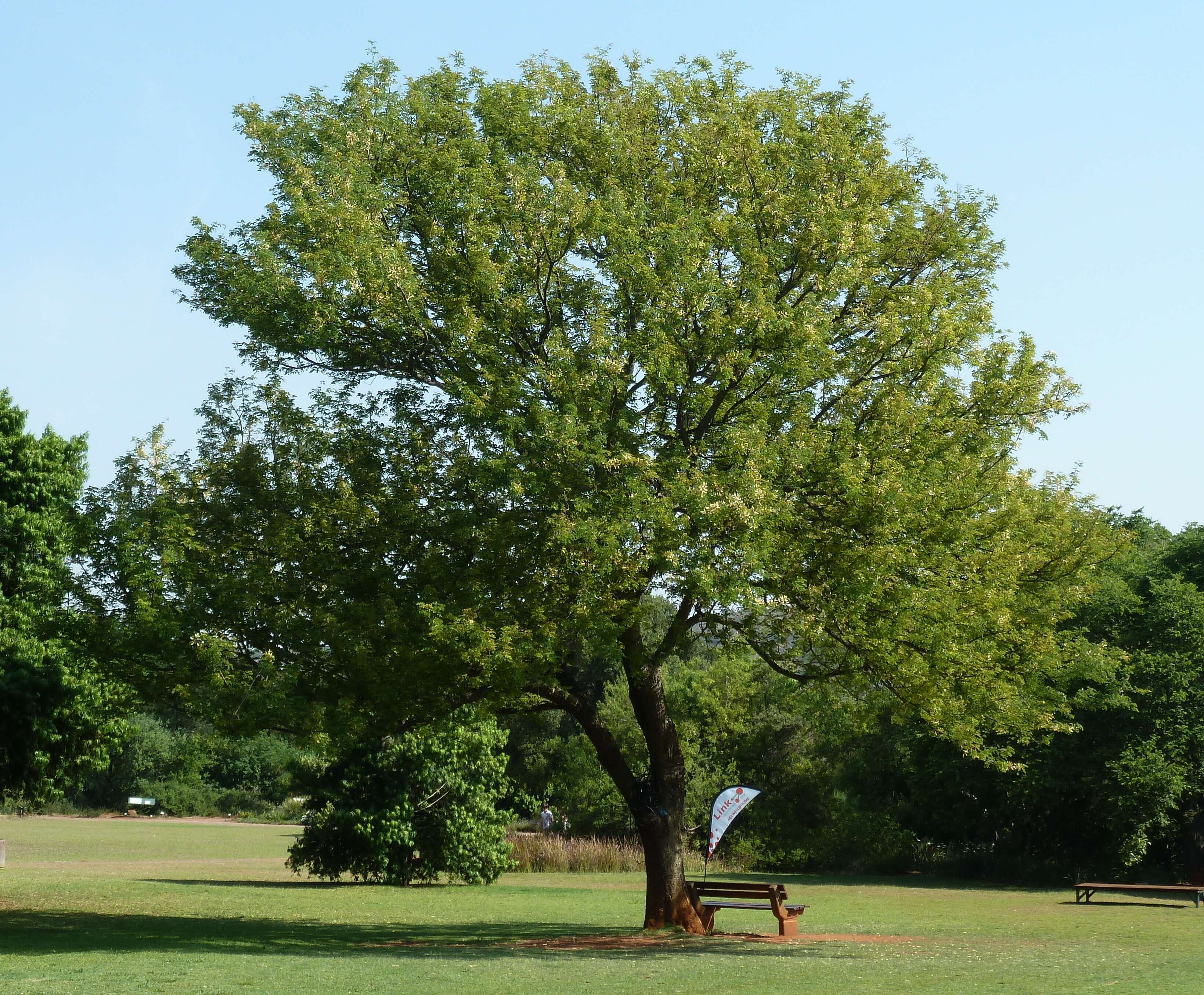 Image of Common hook-thorn Acacia