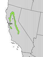 Image of California hoptree