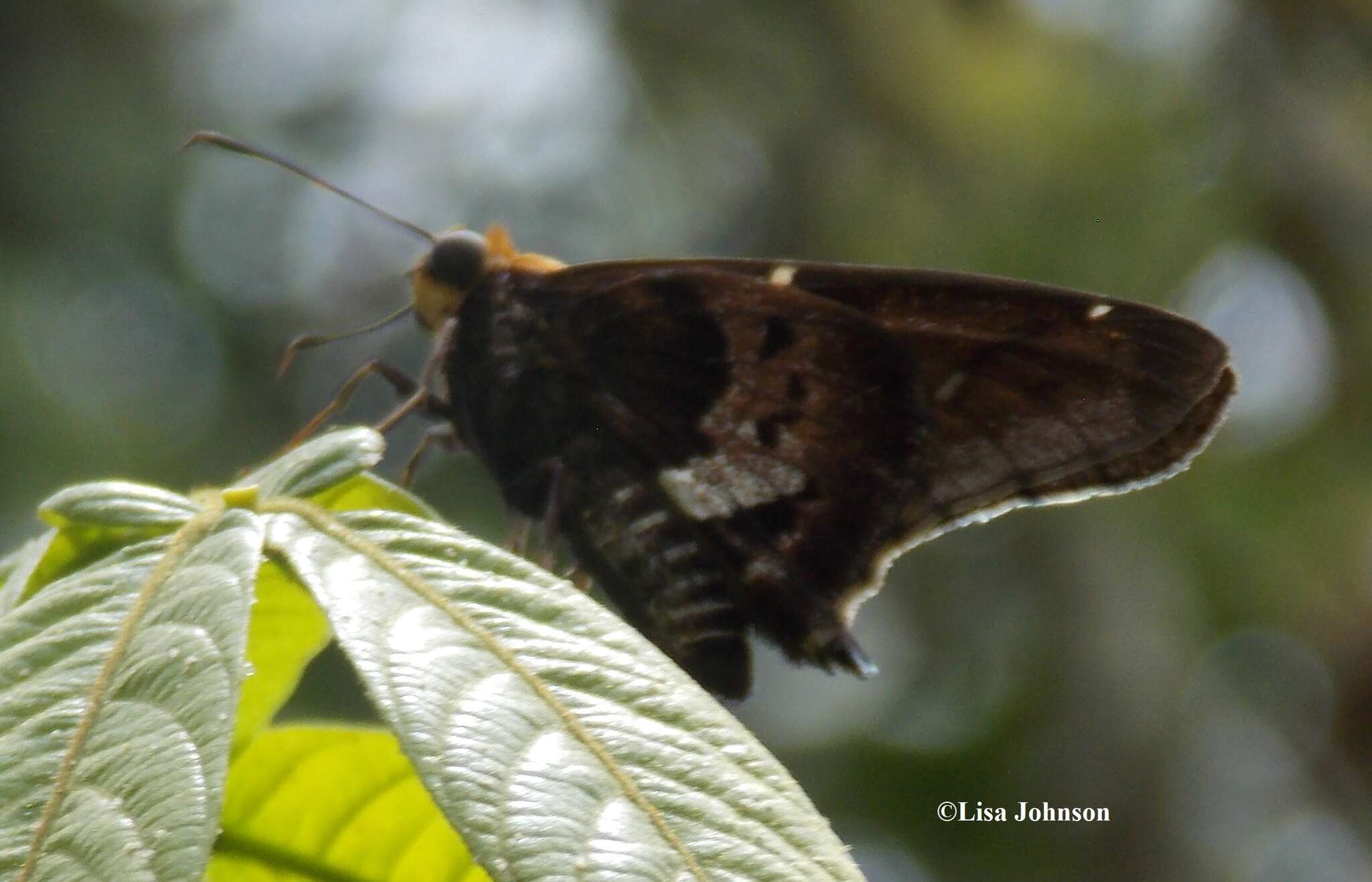 Image of Mercurial Skipper