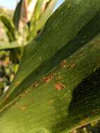 Image of Puccinia sorghi Schwein. 1832