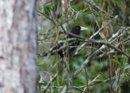 Image of Red-rumped Cacique