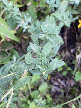 صورة Pycnanthemum verticillatum (Michx.) Pers.