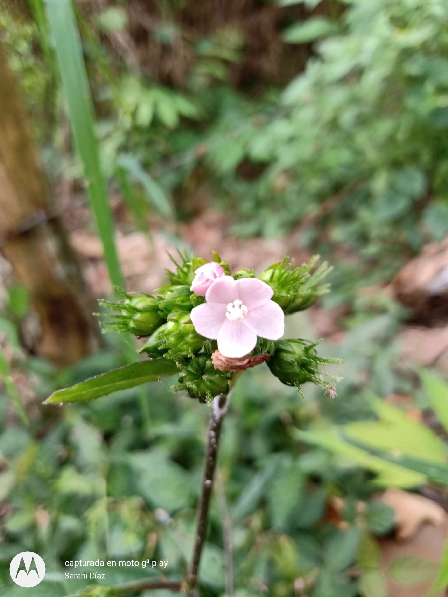 Image of Pavonia schiedeana Steudel