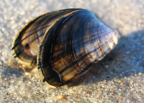 Image of Blue mussel