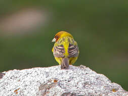 Image of Brown-headed Bunting