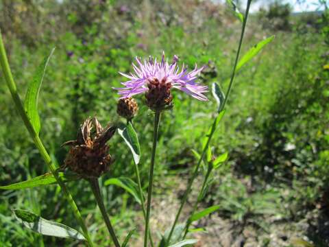 Image of brown knapweed