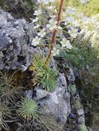 Imagem de Saxifraga longifolia Lapeyr.