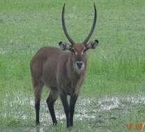 Image of Defassa Waterbuck