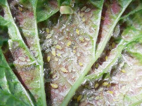 Image of redcurrant aphid