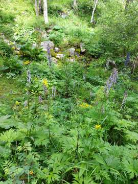 Image of Aconitum septentrionale subsp. rubicundum (Fisch.) V. N. Voroschilov