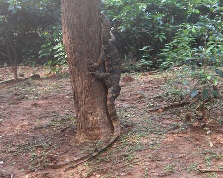 Image of Common Water Monitor