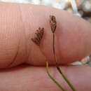 Imagem de Schizaea bifida Willd.