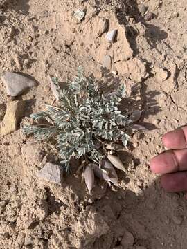 Image de Astragalus cymboides M. E. Jones