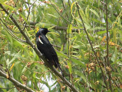 Image of Tricolored Blackbird