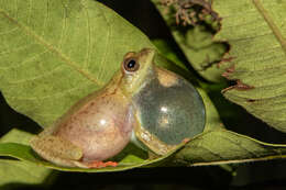 Image of Kachalola Reed Frog