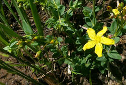 Imagem de Hypericum aethiopicum Thunb.