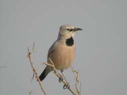 Image of Pander's Ground Jay