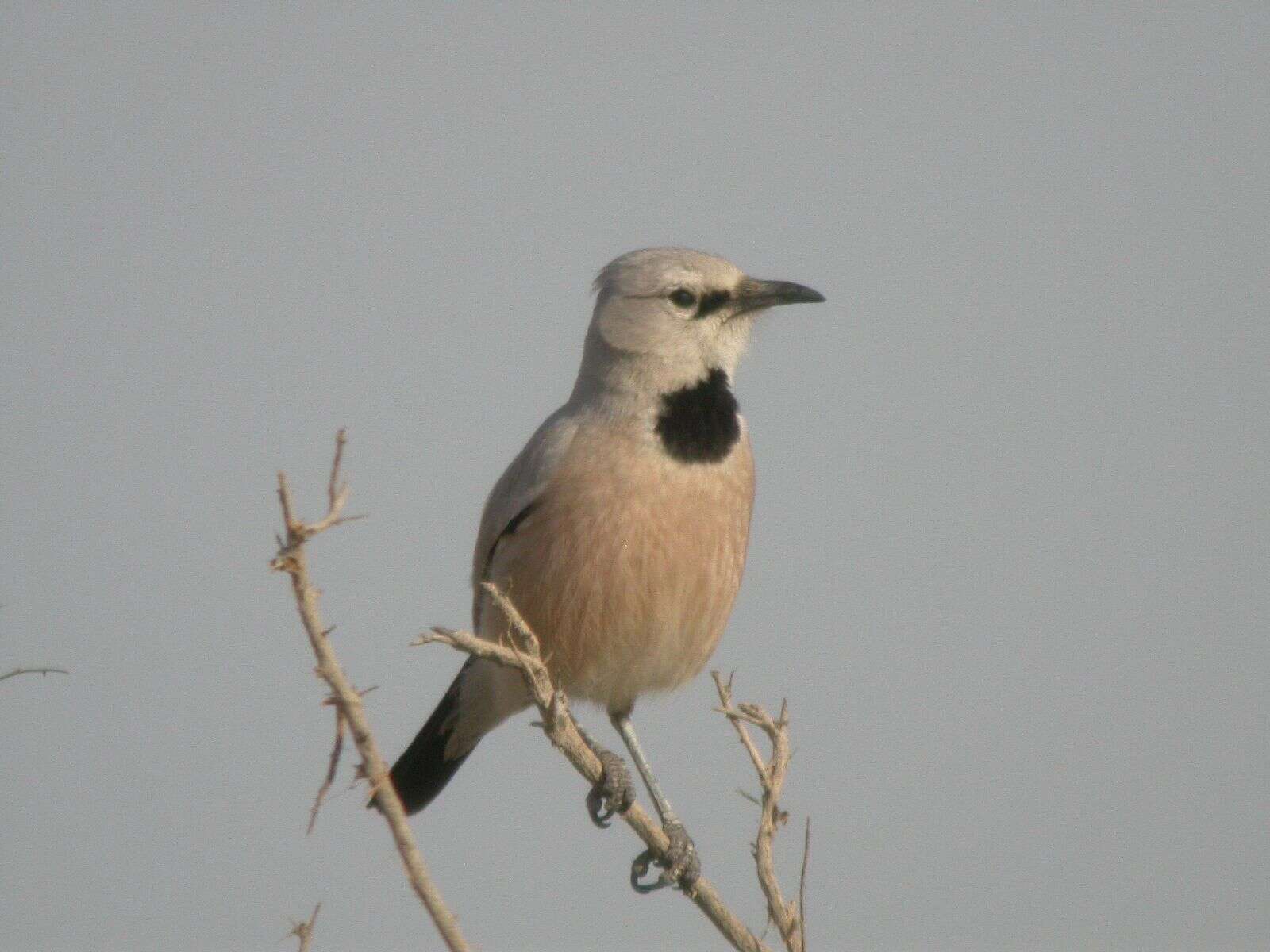 Image of Pander's Ground Jay