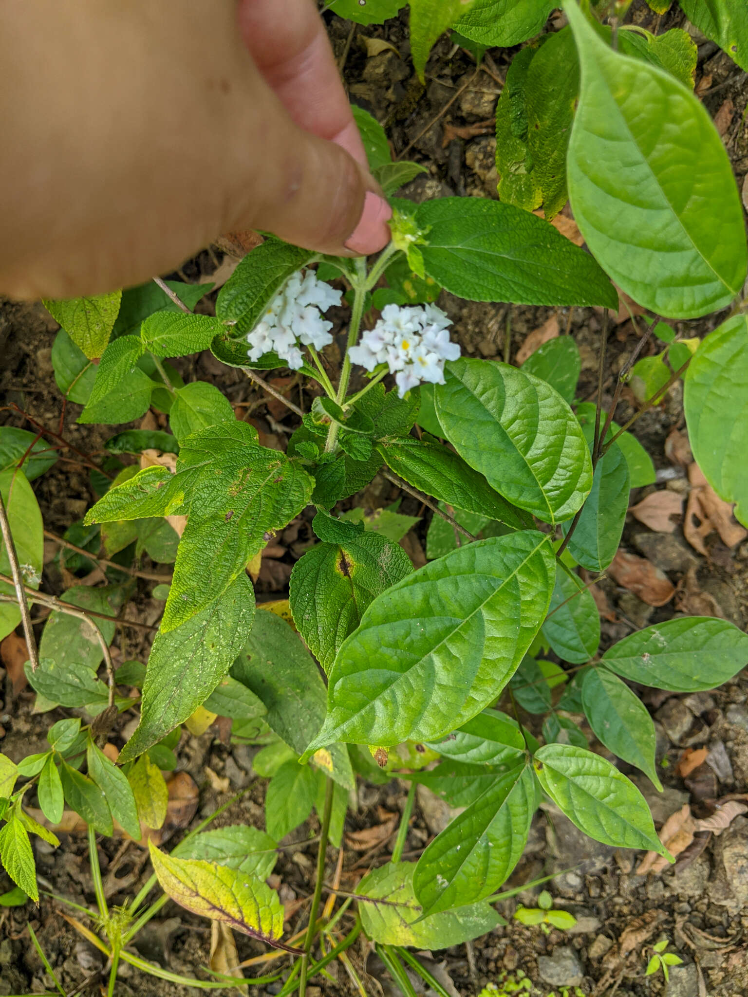 Plancia ëd Lantana sprucei Hayek