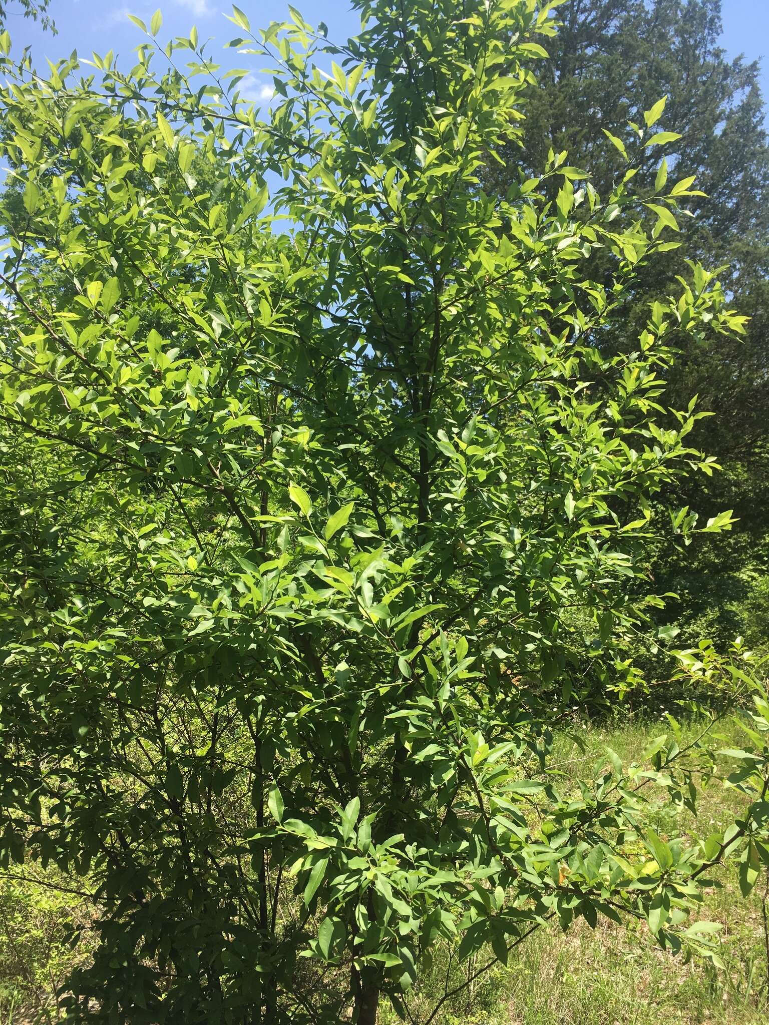 Image of buckthorn bully