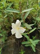 Imagem de Mandevilla hypoleuca (Benth.) Pichon