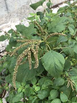 Image of slender amaranth