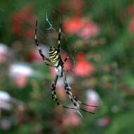 Image of Barbary Spider