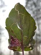 Image of Bucculatrix staintonella Chambers 1878