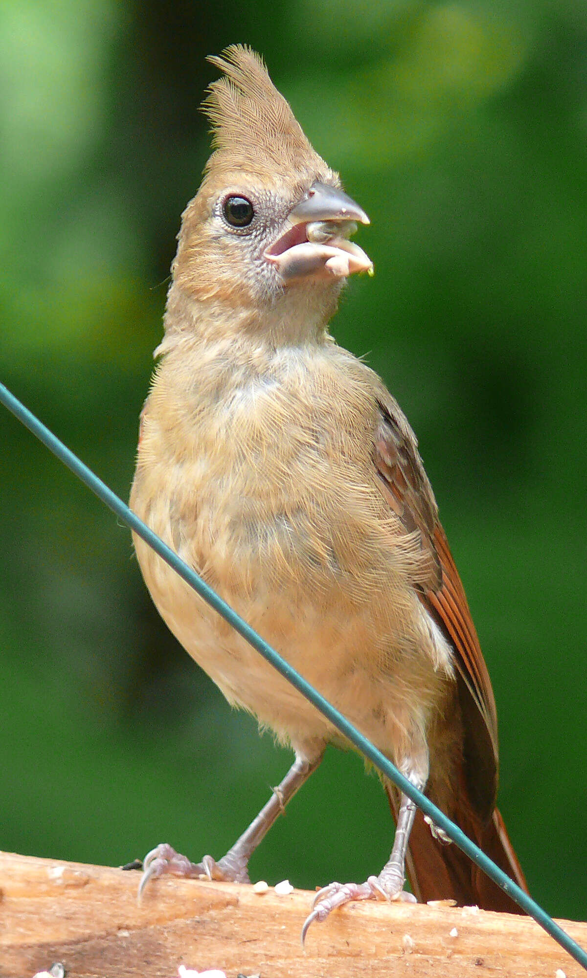 Image of Cardinalis Bonaparte 1838