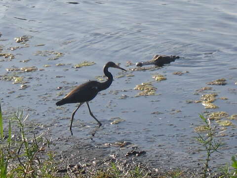 Image of Tricolored Heron