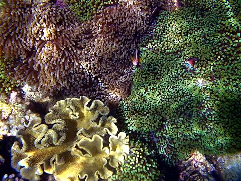 Image of merten's carpet anemone