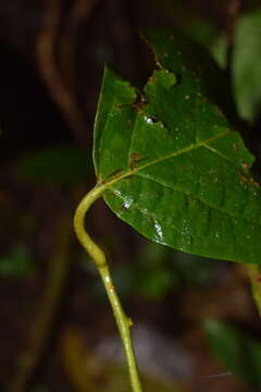 Plancia ëd Lycianthes pauciflora (Vahl) Bitter