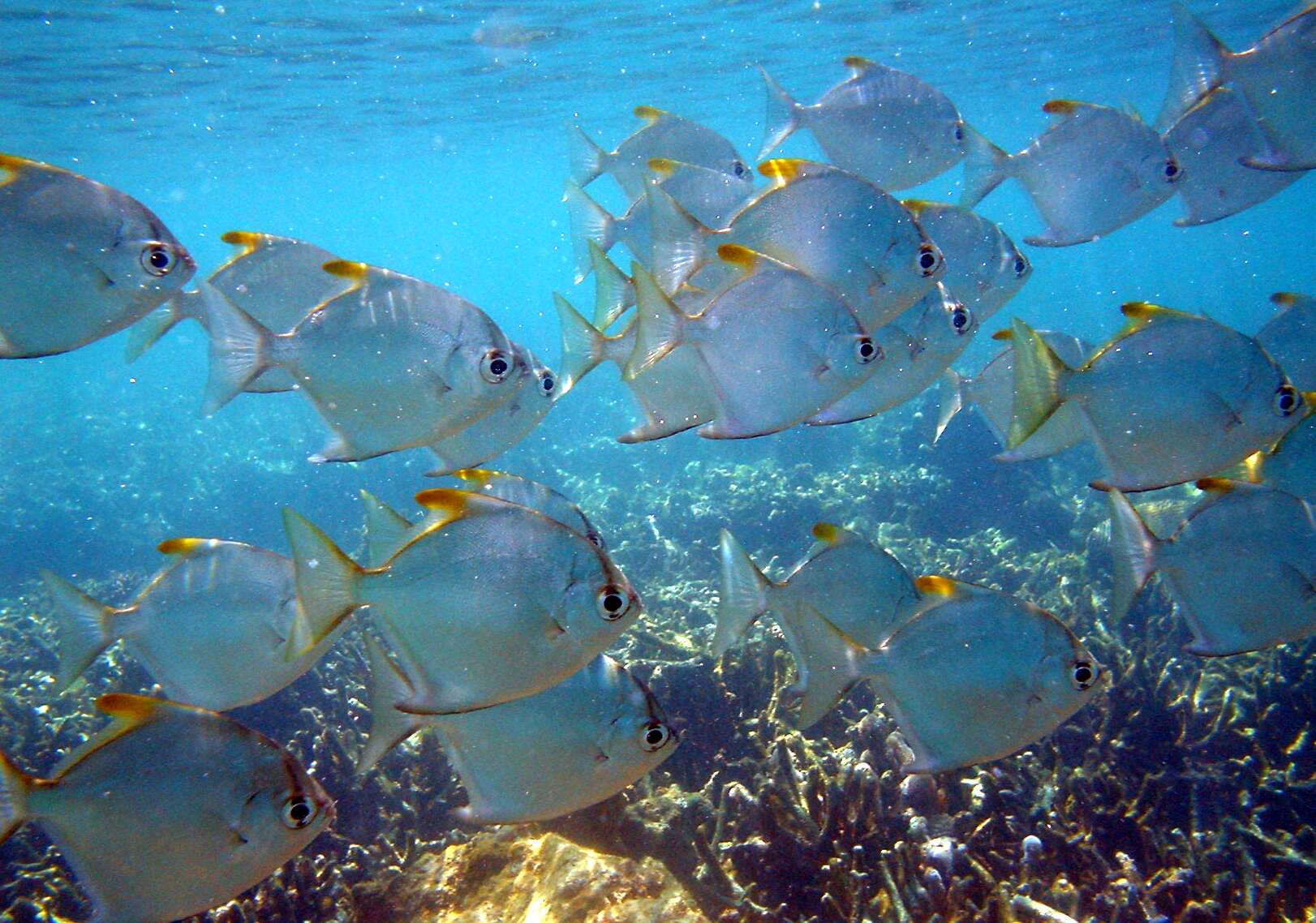 Image of fingerfishes