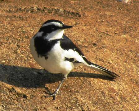 Image of Motacilla aguimp vidua Sundevall 1850