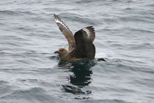 Image of Great Skua